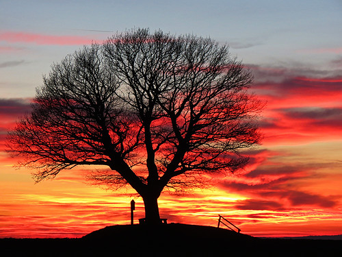 sunset tree night oak sundown cloudy dramaticsky silhoutte afterglow blinkagain bestofblinkwinners blinksuperstars