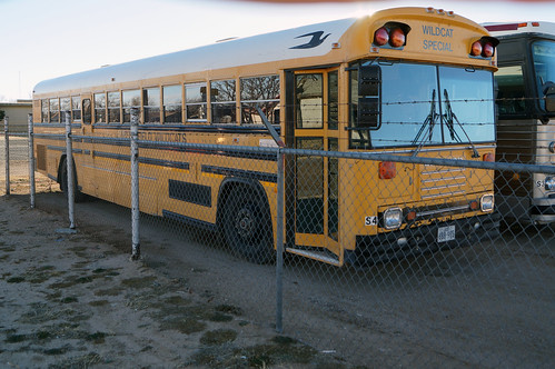 bluebird schoolbus wildcats littlefield tc2000 activitybus