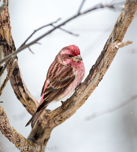 park winter ontario station birds algonquin viewing commonredpoll acanthisflammea