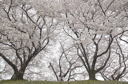 【写真】2014 桜 : 背割堤/2020-12-09/IMGP5779