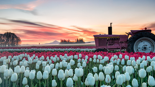 graduatedndfilter johndeere mthood oregon woodenshoetulipfestival clouds dawn flowers sunrise tractor tulips