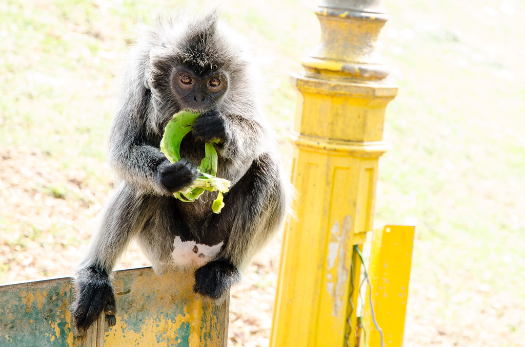 Monkey eating banana at Bukit Malawati