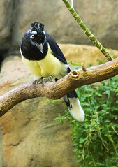 Memphis Zoo 08-31-2016 - Plush Crested Jay 1