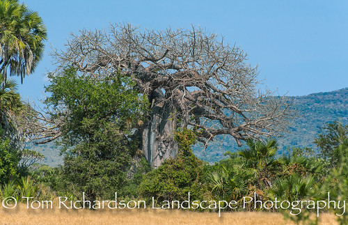 africa tanzania baobabtree selousgamereserve pwani tz