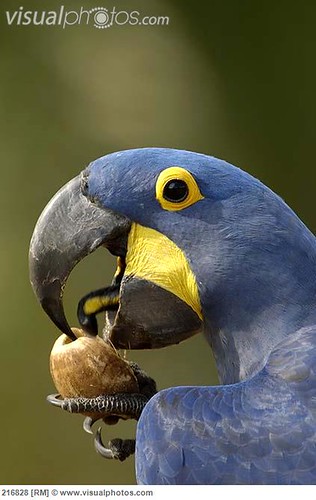 What’s Inside Your Bird’s Mouth?