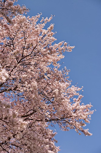 【写真】2013 桜 : 背割堤/2020-03-23/IMGP9692