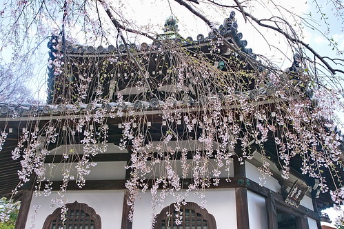 【写真】2013 桜 : 善峯寺/2021-11-23/IMGP0133