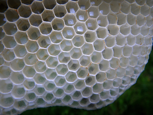 Eggs on new comb