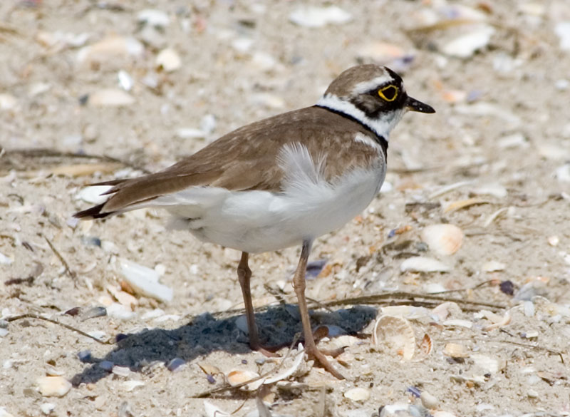 Photograph titled 'Little Ringed Plover'