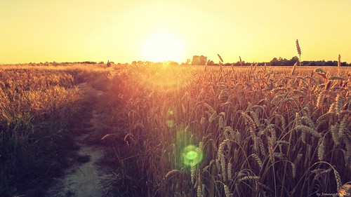 light sunset summer sky sun nature barley landscape path sony poland polska sunny fields lodz coutryside łódź parkkrajobrazowywzniesieńłódzkich paprotnia hx100v lodzhillslandscapepark