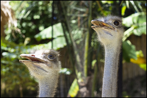Ostriches Bird Park