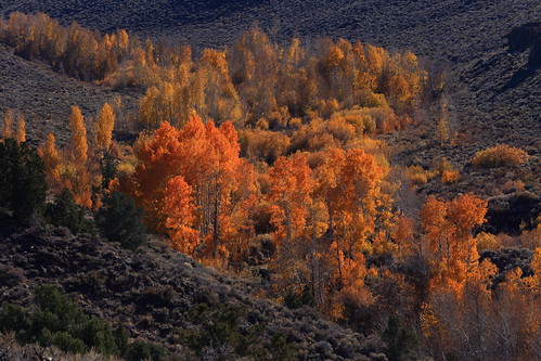 california autumn fall fallcolor yellowleaves us395 highway395
