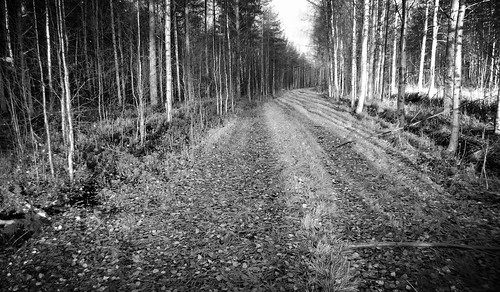 road autumn bw mobile forest running trail syksy trailrunning lumia juoksu