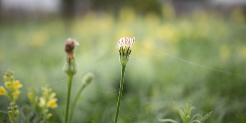 morning flower early bokeh spiderweb dew canon6d sigma35f14dghsm