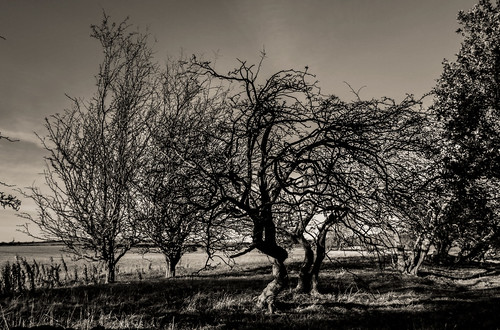 artistic countryside outdoors open air photography cwhatphotos angle view photographs photograph pic pics photo photos images foto fotos that have which contain with canon 7d eos dslr sacriston near nearsacriston tree trees wood autumn 1740mm zoom lens black white mono monochrome flickr