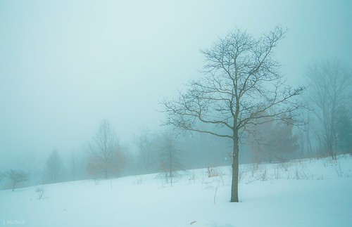 trees winter snow tree weather misty fog forest woodland landscape woods pennsylvania snowy foggy pa lancaster lancastercounty jmacneilltraylor jennifermacneill jennifermacneillphotography