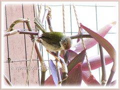Sunbird on Tradecantia pallida 'Purple Heart', February 25 2014