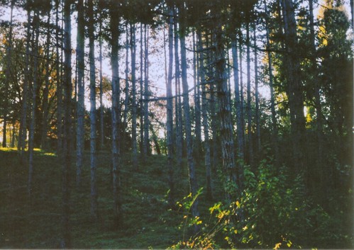 trees sky sun film forest 35mm symbol serbia smena srbija srem sremski karlovci