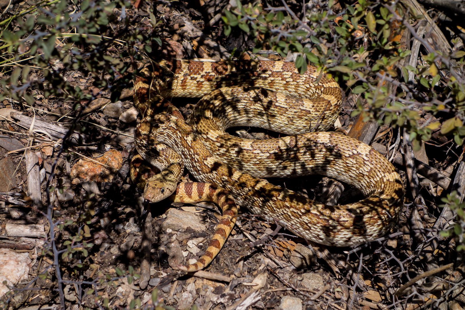 1404 Gopher Snake on the Crystal Spring Trail