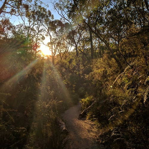 southaustralia waterfallgully adelaidehills cleland clelandwildlifepark walk walkingtrail adelaide trees trail woods nature hiking hikingadventures sunset visitsouthaustralia