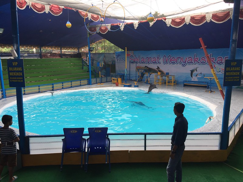 Dolphins are kept in a tiny pool for performance in East Java, Indonesia 2017