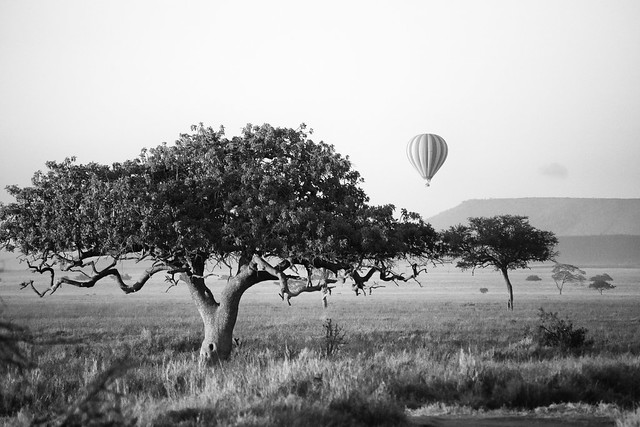Hot Air Balloon Over the Serengeti