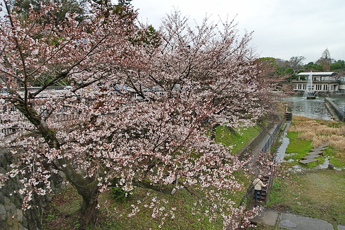 【写真】2013 桜 : 岡崎疎水/2020-09-27/IMGP8853
