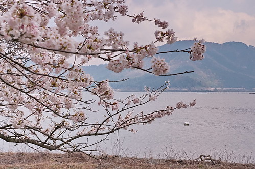 【写真】2013 桜 : 海津大崎/2019-11-20/IMGP0175