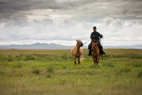 portrait horses green grass clouds landscape mongolia fields steppe herder dornod mongloian