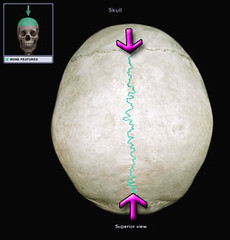 Bone Identification and Bone Markings: Skull Flashcards | Quizlet