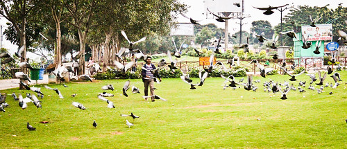 road park people india birds canon landscape necklace colours pigeon hyderabad msbabu sathisbabu sathisbabum sathisbabumurugesan