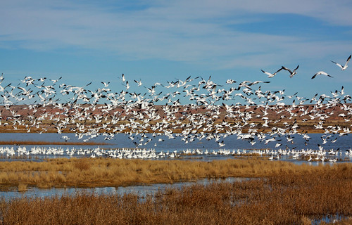 lake newmexico bird landscape geese scenic snowgeese bitterlakenationalwildliferefuge