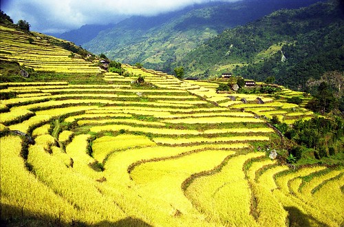 nepal rural landscape asia terrace scan alpine himalayas