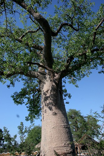 africa tree botswana baobab
