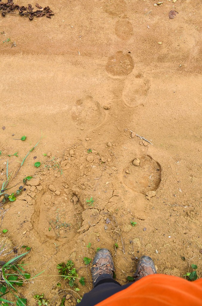 Elephant footsteps