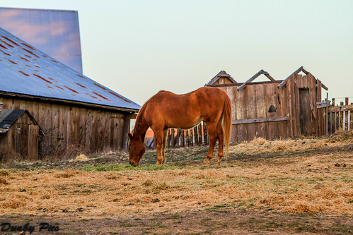 ocean california county horse barn point one bay coast highway farm marin sonoma marshall petaluma reyes tomales