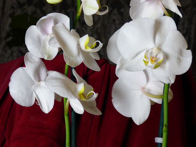 a white orchid