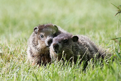ny groundhog mammals vestal middendorf