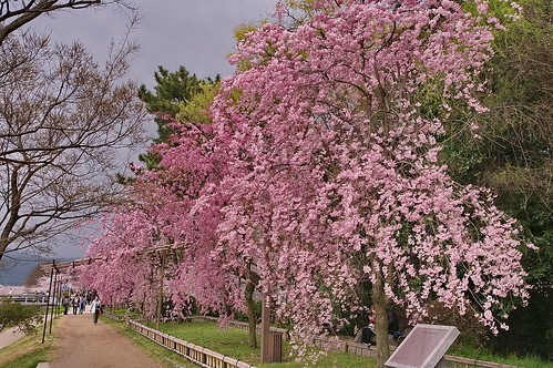 【写真】2013 桜 : 半木の道/2021-11-05/IMGP9489