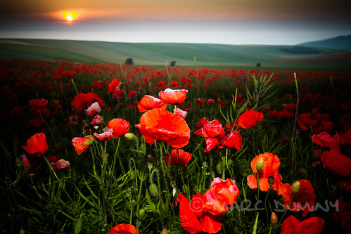 sunset red france flower landscape rouge seaside colours 7d poppies paysage nordpasdecalais pasdecalais coquelicots sigma1020 escalles francelandscapes canon7d absolutelystunningscapes