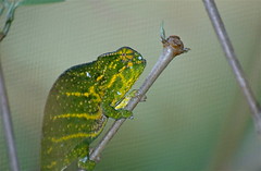 Lesser Chameleon (Furcifer minor) (captive specimen)