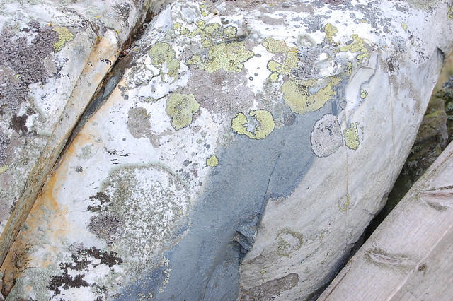 Lichen patterns on a rock