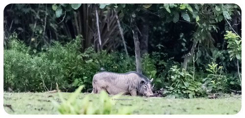 beaufort sabah malaysia my borneo river safari garema kilas wetland wildpig boar pig