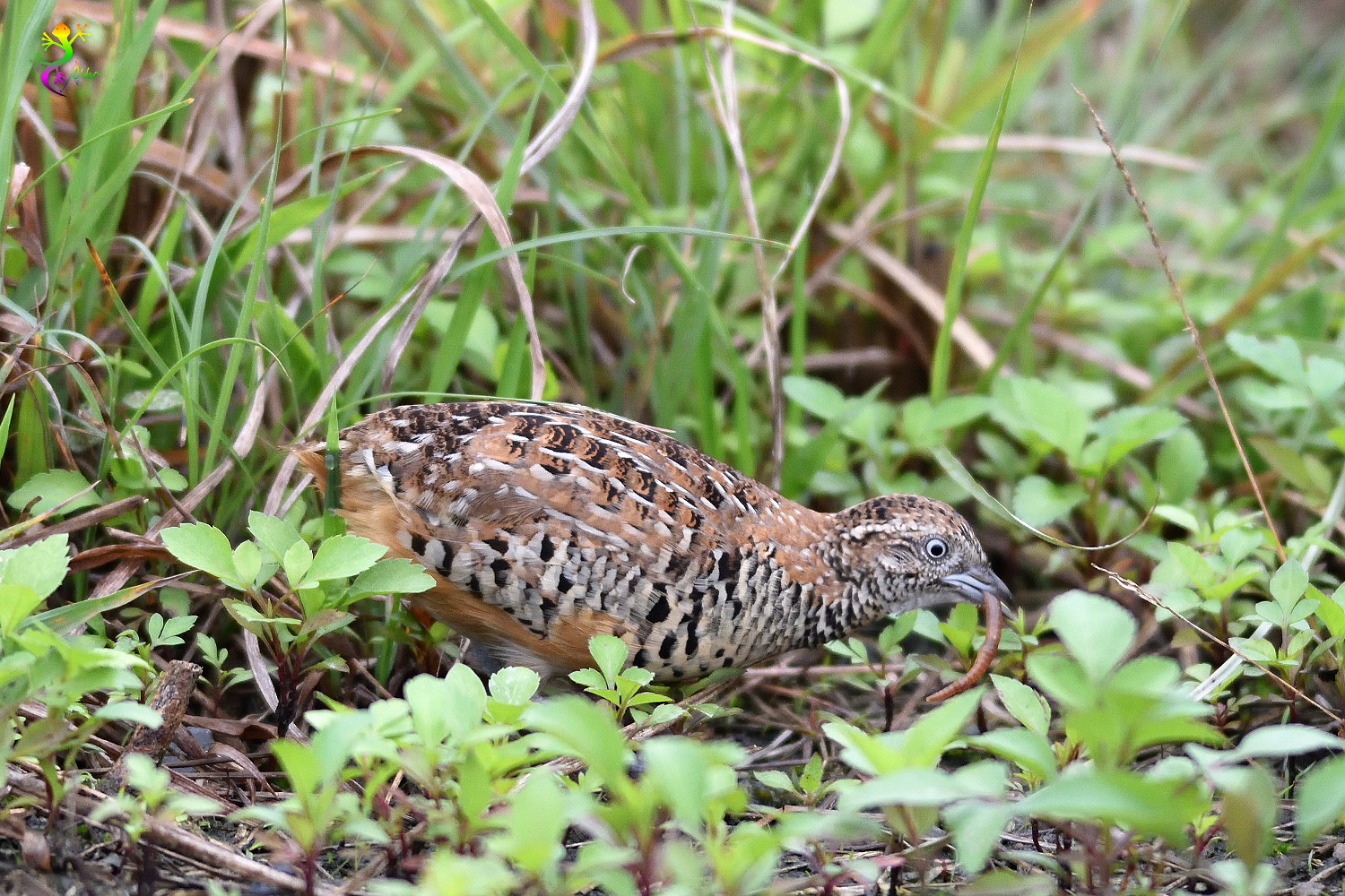 Barred_Buttonquail_9179
