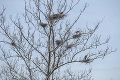 GREAT BLUE HERON ROOKERY at IKEA