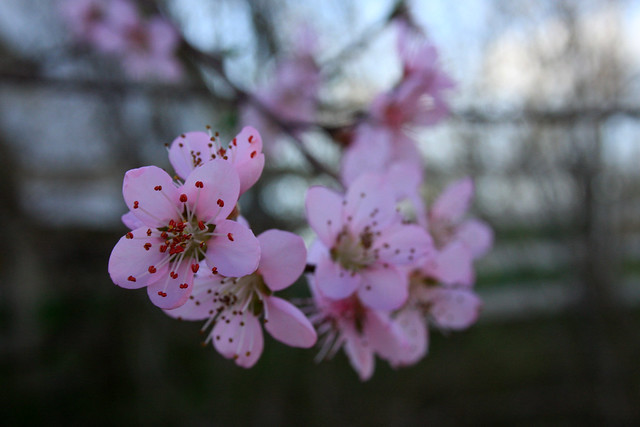 cherry blossom spring Kentucky 2015