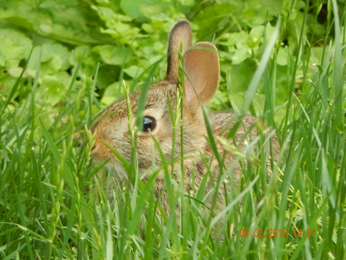 baby bunny grass nibbling