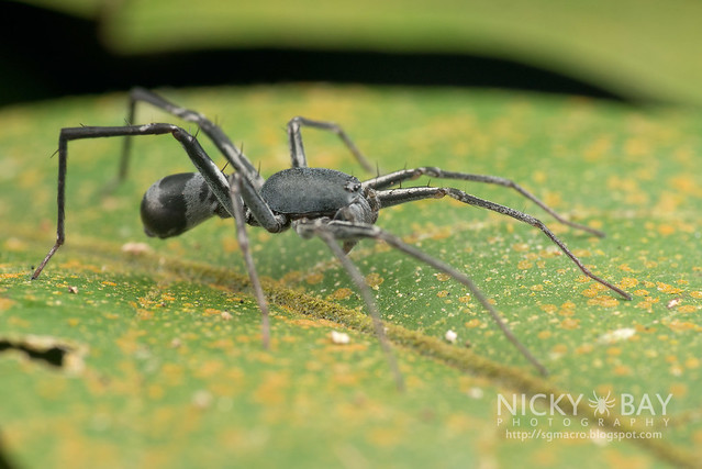 Ant-Like Sac Spider (Corinnomma sp.) - DSC_1665