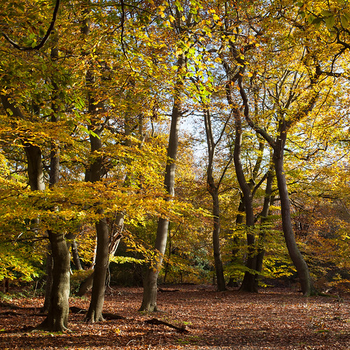 autumn buckinghamshire roantrum november2013