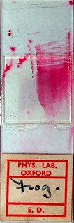 SHB20-1-010 - Stained smear of frog blood